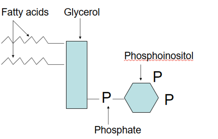 <p>Membrane phospholipids based on inositol</p><ul><li><p><span><span>Metabolised to yield several 2</span><sup><span>nd</span></sup><span> messengers and signalling molecules</span></span></p></li><li><p><span><span>Stimulates Ca</span><sup><span>2+</span></sup></span></p></li></ul><p>Increases IP<span><sub><span>3</span></sub></span>, protein kinase C (DAG) and tyrosine kinases (PIP<span><sub><span>3</span></sub></span>)</p><ul><li><p>Diacylglycerol</p></li></ul><p></p>