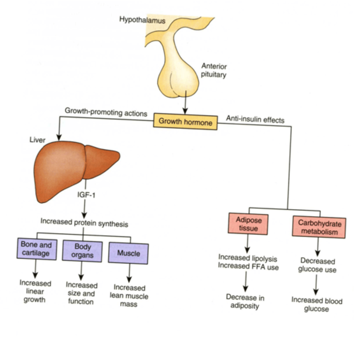 <p>Promotes growth of skeleton an muscles;</p><p>GH, secreted by the anterior pituitary gland, promotes the synthesis of IGF-I in the liver => IGF-I promotes growth of muscles and bones while promoting the break down of fat.</p><p>GH can be used as a body-building steroid, but using it causes a lot of side effects.</p>