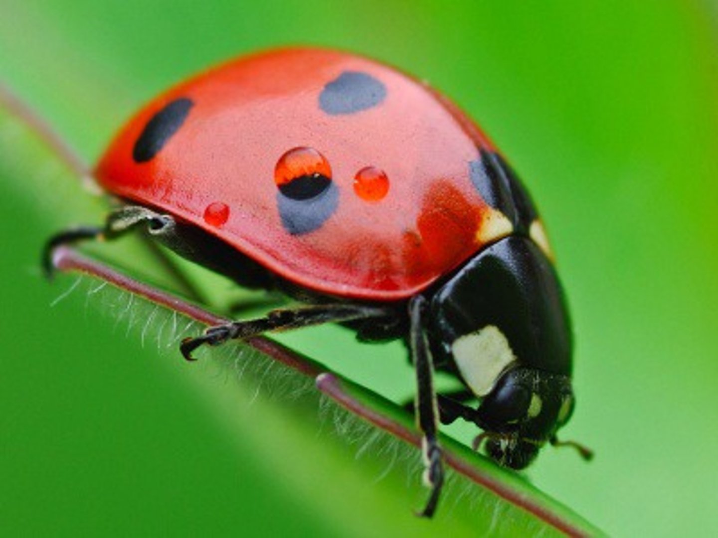 <p>ladybug</p>