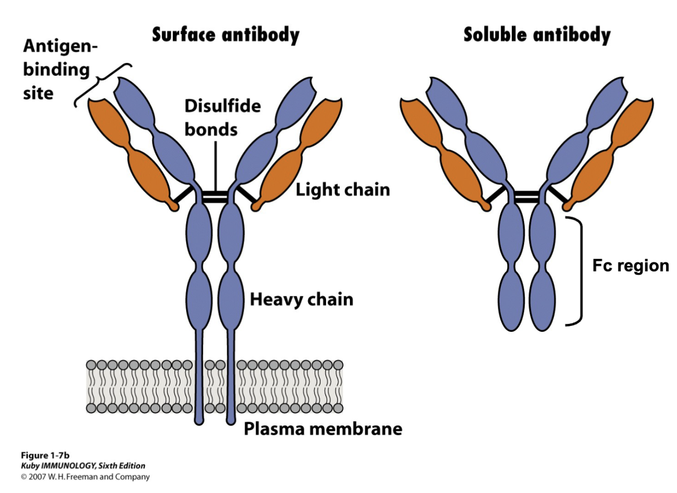 <p>2 heavy 2 light chain</p><p>antibody often referring to soluble</p><p>surface= BCR</p><p>antigen binding site is fundamental characteristic for research</p><p>Fc region: determines isotype and it mediates antibody function</p>