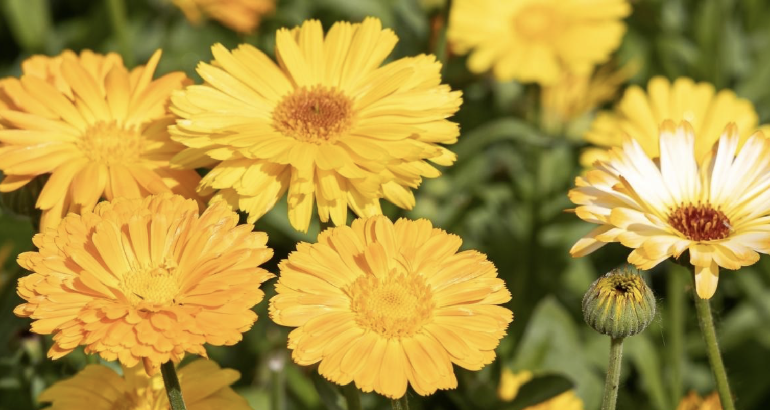 Flower 214