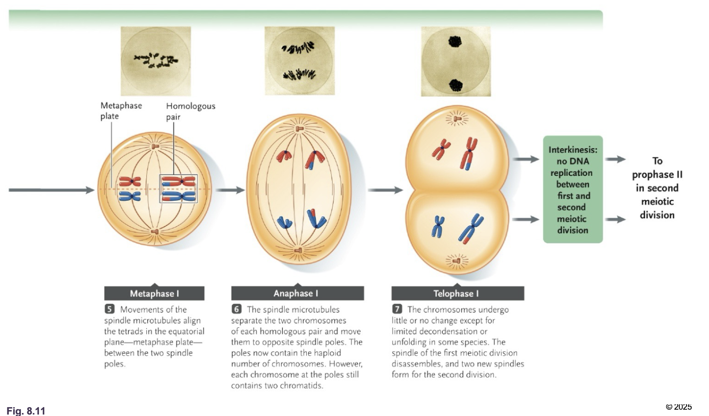 <p>Meiosis 1: Reductional division </p><ul><li><p>During Metaphase 1, HOMOLOGOUS CHROMOSOMES are aligned at the EQUATOR facing opposite poles </p></li><li><p>Genetic diversity in gametes is increased due to INDEPENDENT ASSORTMENT </p></li><li><p>The homologous chromosomes are separated during ANAPHASE 1 </p></li><li><p>Therefor, after meiosis 1, the chromosome number is HAPLOID, but there are TWO chromatids/chromosomes </p></li><li><p>Unlike mitosis (and meiosis 2) the sister chromatids are not SEPARATED </p></li><li><p>The sister chromatids are no longer IDENTICAL due to CROSSING OVER </p></li></ul><p></p>