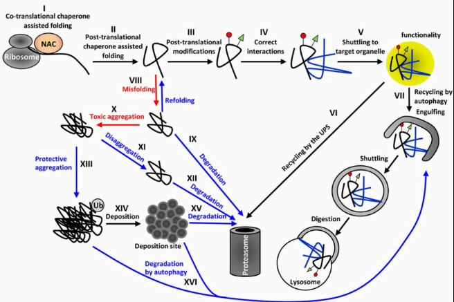 <p>The <strong>proteostasis network (PN)</strong> is a complex system of molecular pathways that maintains <strong>protein homeostasis (proteostasis)</strong>—ensuring that proteins are correctly synthesized, folded, trafficked, and degraded in the cell. It is essential for cellular function and preventing diseases related to protein misfolding or aggregation.</p>
