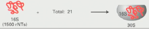<ul><li><p>16S ribosomal RNA combines with other proteins to form 30S small subunit</p></li></ul><p></p>