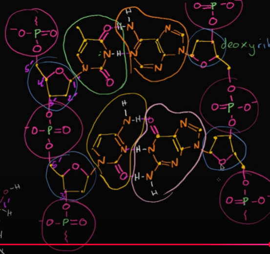 <p>Well, we would base it on the deoxy-ribose sugar we saw. Essentially, we’re going from 5th-prime carbon to 3rd-prime carbon (or vice versa). Look at the image:<br><br>The left strand goes from 5 to 3. <br><br>this is called an ANTI-parallel structure!</p>