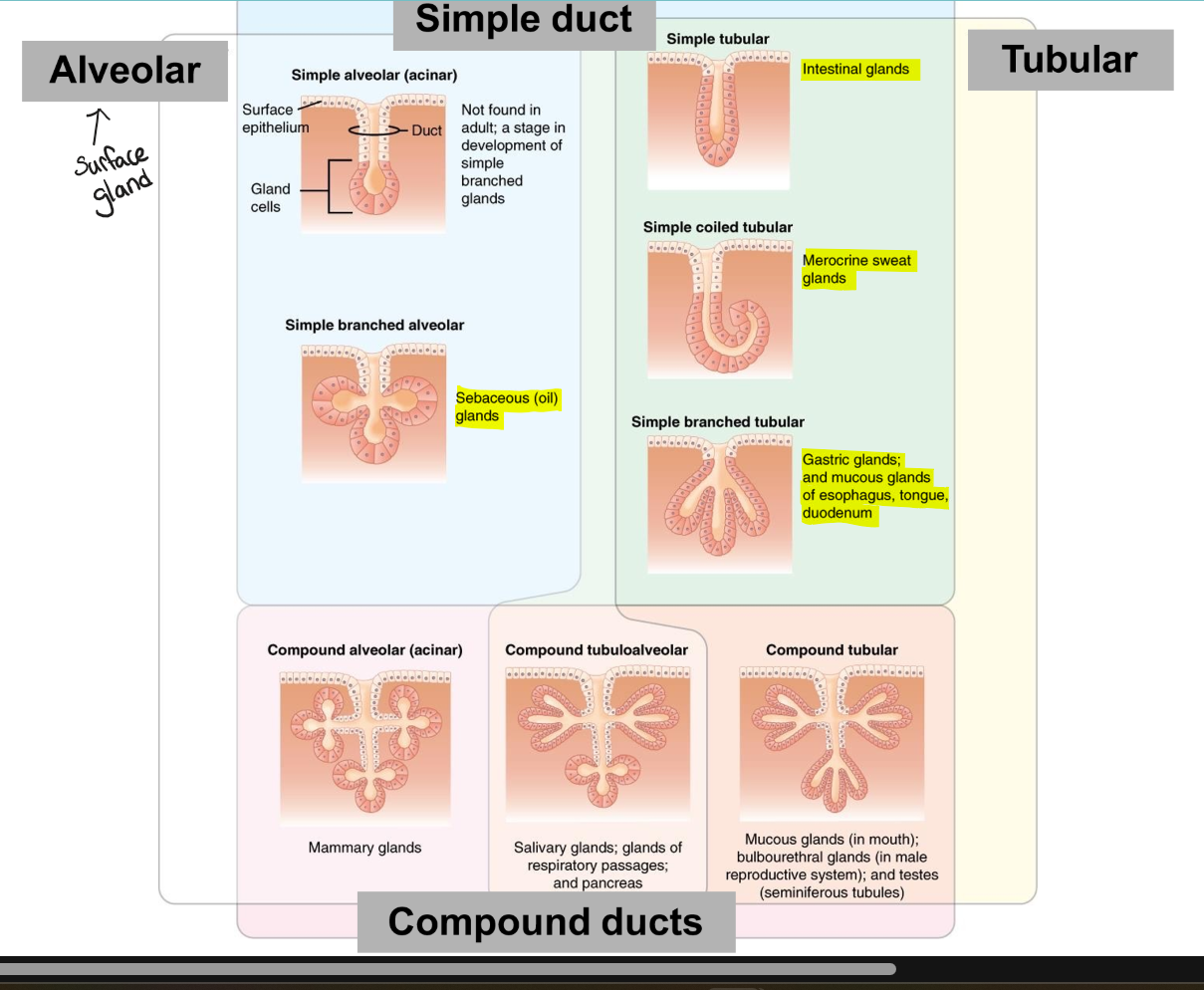 <p>Structure: simple vs. compound </p><p>Ducts: tubular vs. alveolar, tubuloalveolar </p>