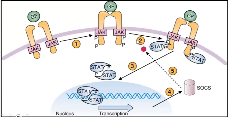 <ul><li><p>Stromal cells: fibroblasts, endothelial cells, adipocytes and macrophages</p></li><li><p>Things done for support:</p><ul><li><p>Secrete Growth Factors</p><ul><li><p>Growth Factors are recognized by Cytokine receptors and cause receptor aggregation</p></li><li><p>JAK’s phosphorylate cytokine receptor, making it active</p></li><li><p>STAT proteins bind to activated receptor and are phosphorylated to initatiate gene transcription</p></li><li><p>SOCS (silencer) inhibits this mechanism</p></li></ul></li></ul></li></ul><p></p>