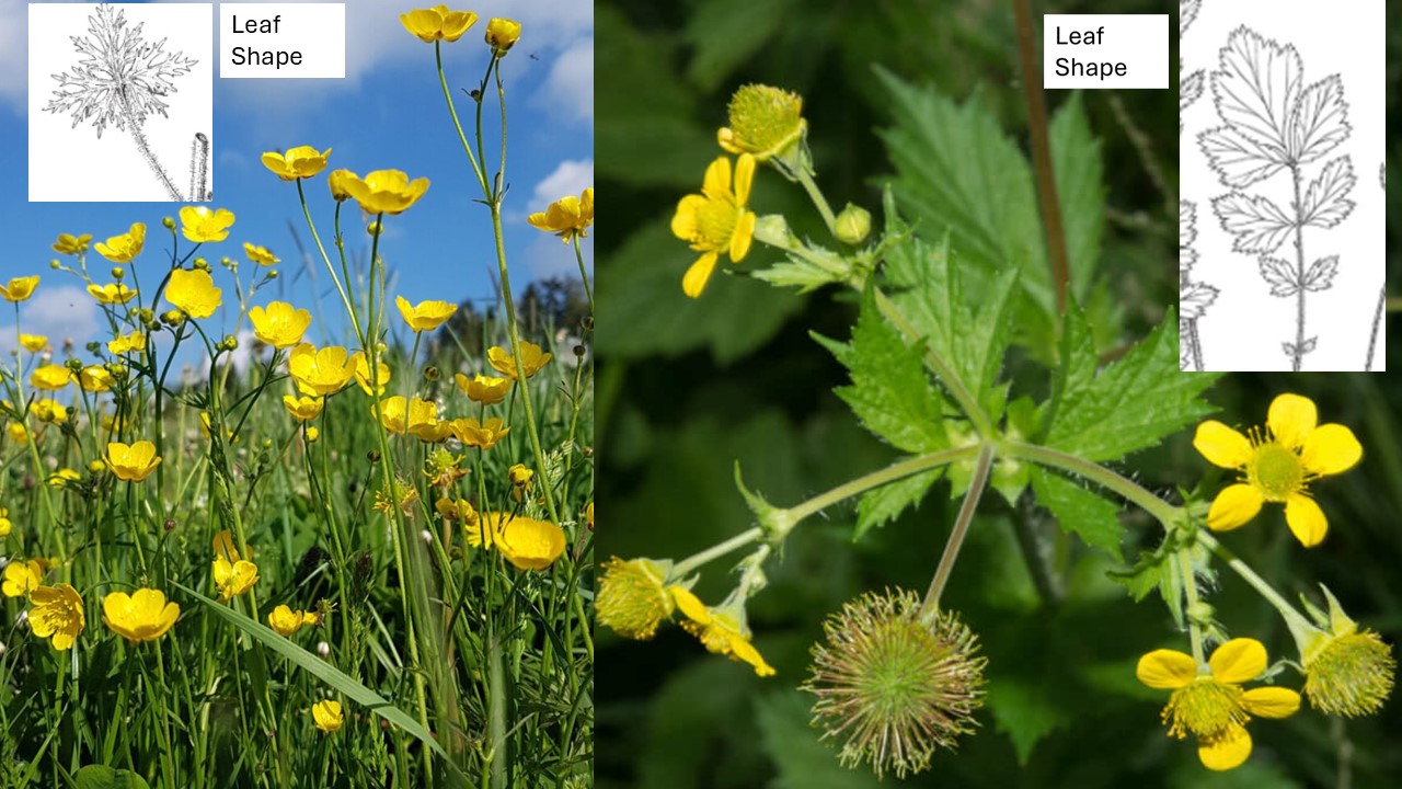 <p>Which plant is invasive? And what is it called?</p>