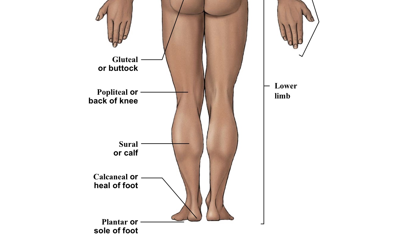 <p>BACK of the knee </p>