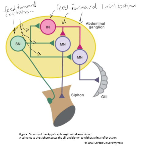 <p>The circuit contains feedforward excitation AND inhibition. Similar to the stretch reflex in humans. ~24 sensory receptor neurons innervate the siphon. These sensory receptor neurons synapse on motor neurons that innervate the gill and siphon. When stimulated both the gill and siphon withdraw. However there are also the inhibitory interneurons that modulate this circuits activity. SN = Sensory neuron, IN = interneuron, MN = motor neuron. </p>