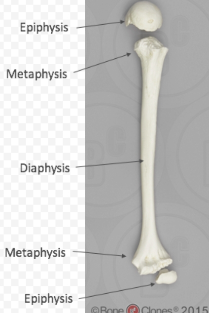 <p>the region between the epiphysis and diaphysis of a long bone, where growth occurs during development. </p>