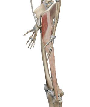 <p>&nbsp;</p><p>Tenseur du Fascia Lata (TFL)</p>