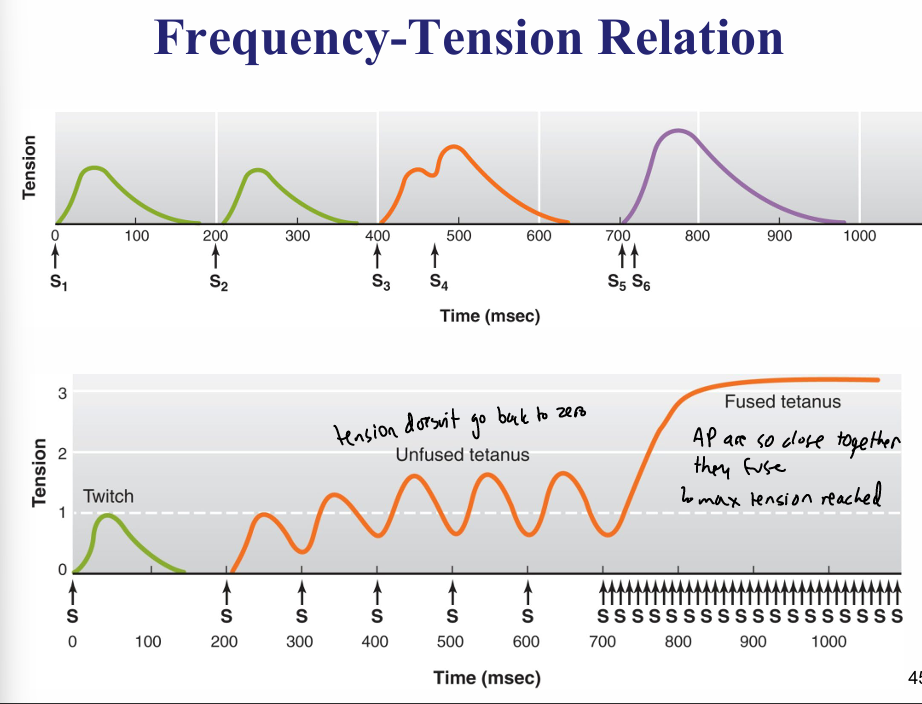 <ul><li><p>since one AP lasts only 1-2 ms but a twitch can last for 100 ms, it’s possible for a second AP to be initiated</p></li><li><p>when a stimulus is applied before the end of the 100 ms(relaxed), it causes a contractile response with a peak tension <strong>greater </strong>than is produced in a single twitch</p></li><li><p>summation- incr in muscle tension from successive AP</p></li><li><p>tetanic contraction/tetanus- maintained contraction in response to repetitive stimulation</p><ul><li><p>max force being generated; tension has plateaued</p></li></ul></li></ul><p></p>