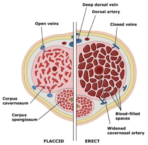 <ul><li><p><u>Parasympathetic</u> reflex causes erection</p><ul><li><p class="p2">Sexual stimulation → dilation of arteries supplying penis (nitric oxide mediates local vasodilation)</p></li><li><p class="p2">Expansion of blood sinuses compresses the veins, trapping blood in penis to maintain erection</p></li></ul></li></ul><p></p>