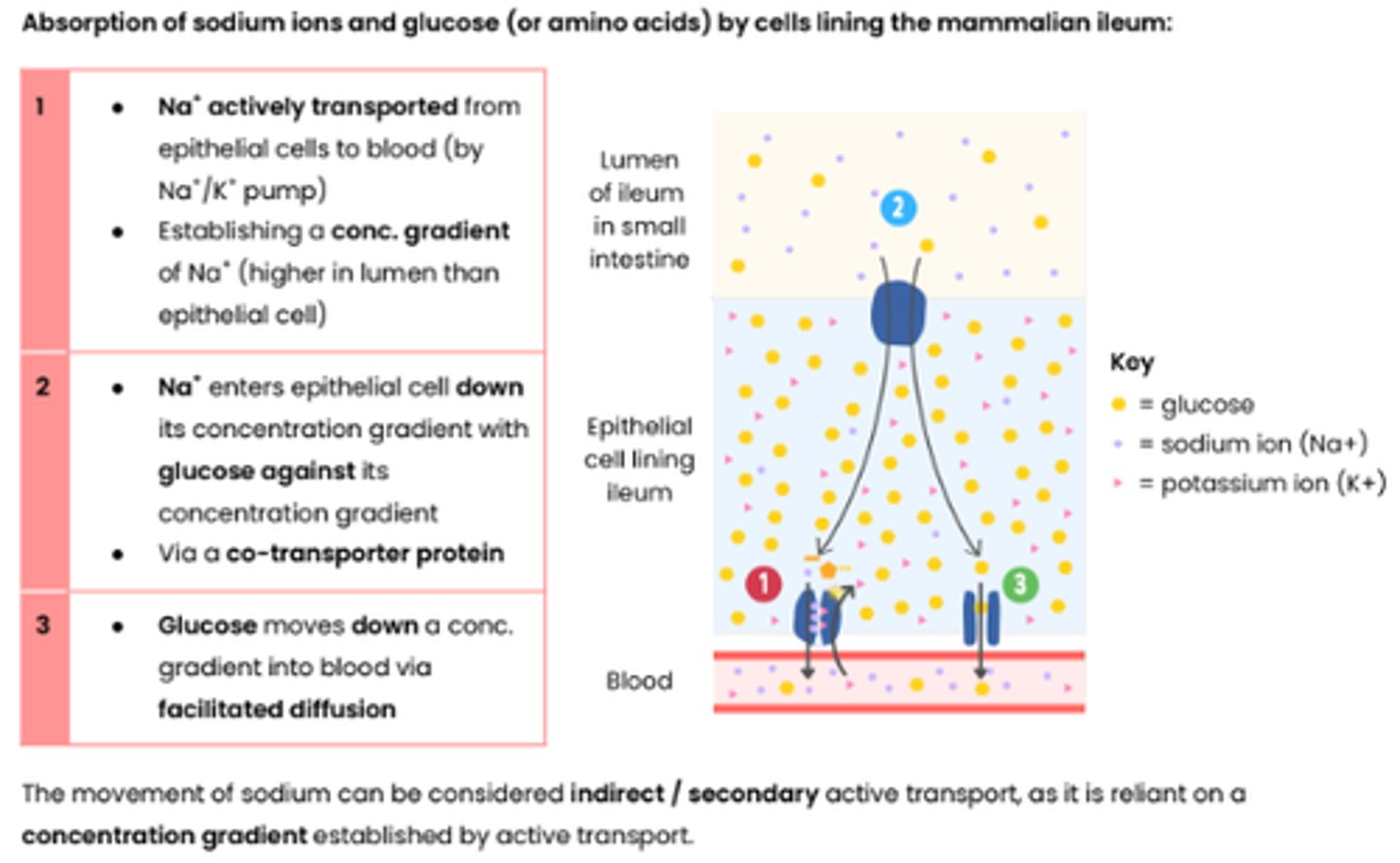 <p>1 ● Na+ actively transported from</p><p>epithelial cells to blood (by Na+/K+ pump)</p><p>● Establishing a conc. gradient of Na+ (higher in lumen than epithelial cell)</p><p>2 ● Na+ enters epithelial cell down its concentration gradient with glucose against its</p><p>concentration gradient</p><p>● Via a co-transporter protein</p><p>3 ● Glucose moves down a conc. gradient into blood via facilitated diffusion</p>