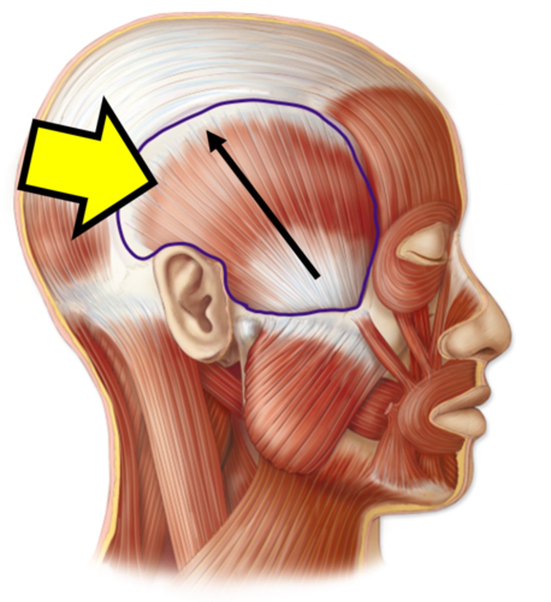 <p>Name the muscle.</p>