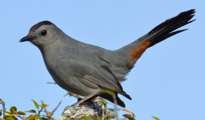 <p>Gray Catbird</p>