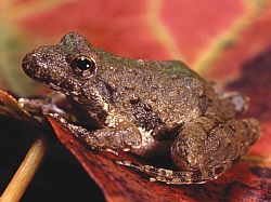 <p><span style="font-family: &quot;Times New Roman&quot;, serif">Has dark stripes along the legs, the upper jaw is longer than the lower jaw, and the toe disks are not wider than the toes themselves.</span></p>