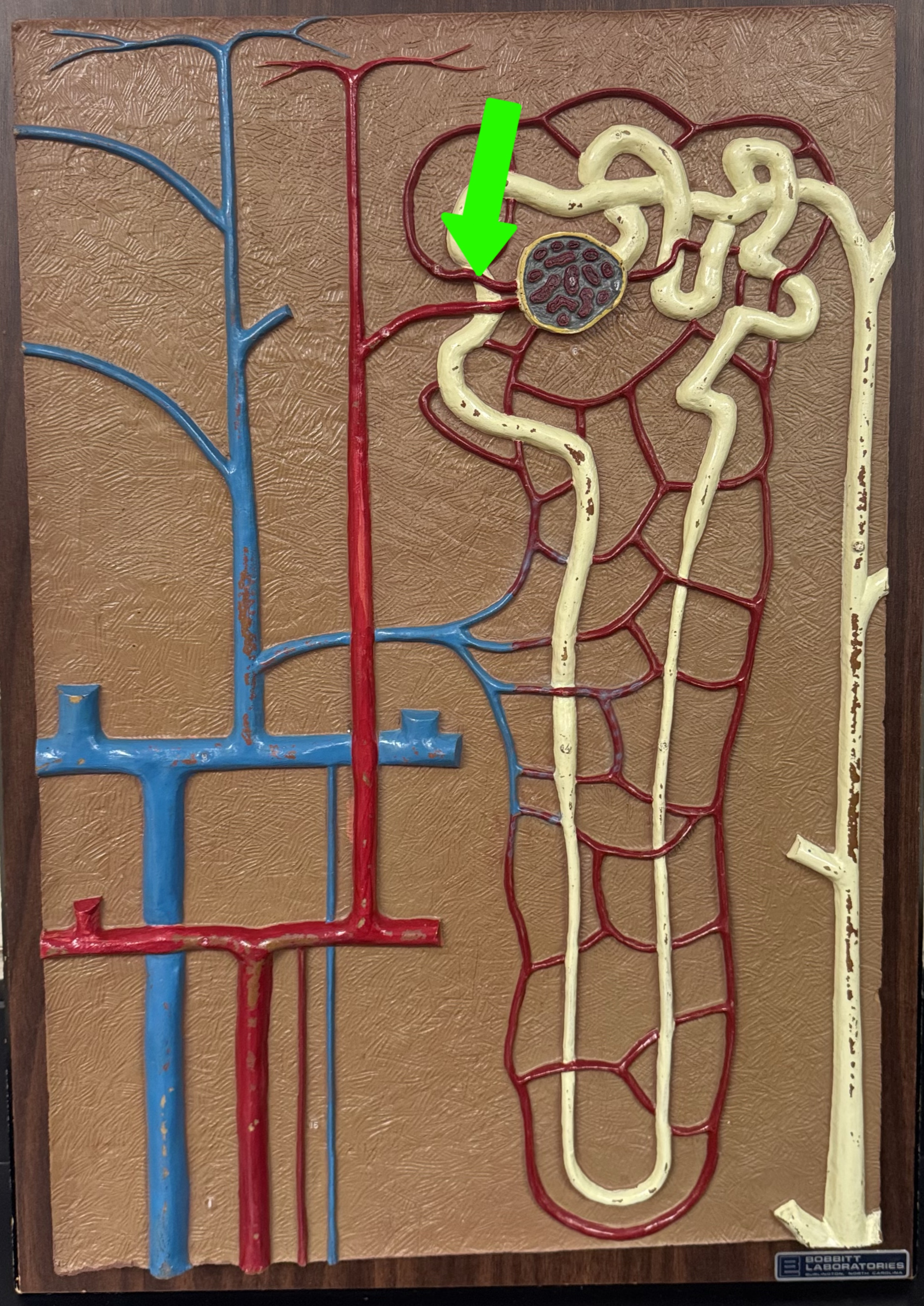 <p>What are these parts of the nephron?</p>