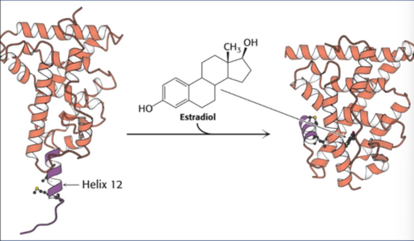 <p>-Estrogen is a transcription factor that binds to the estrogen receptor and brings it to the nucleus</p><p>-The estrogen receptor is a soluble protein in the cytoplasm not in the membrane</p>