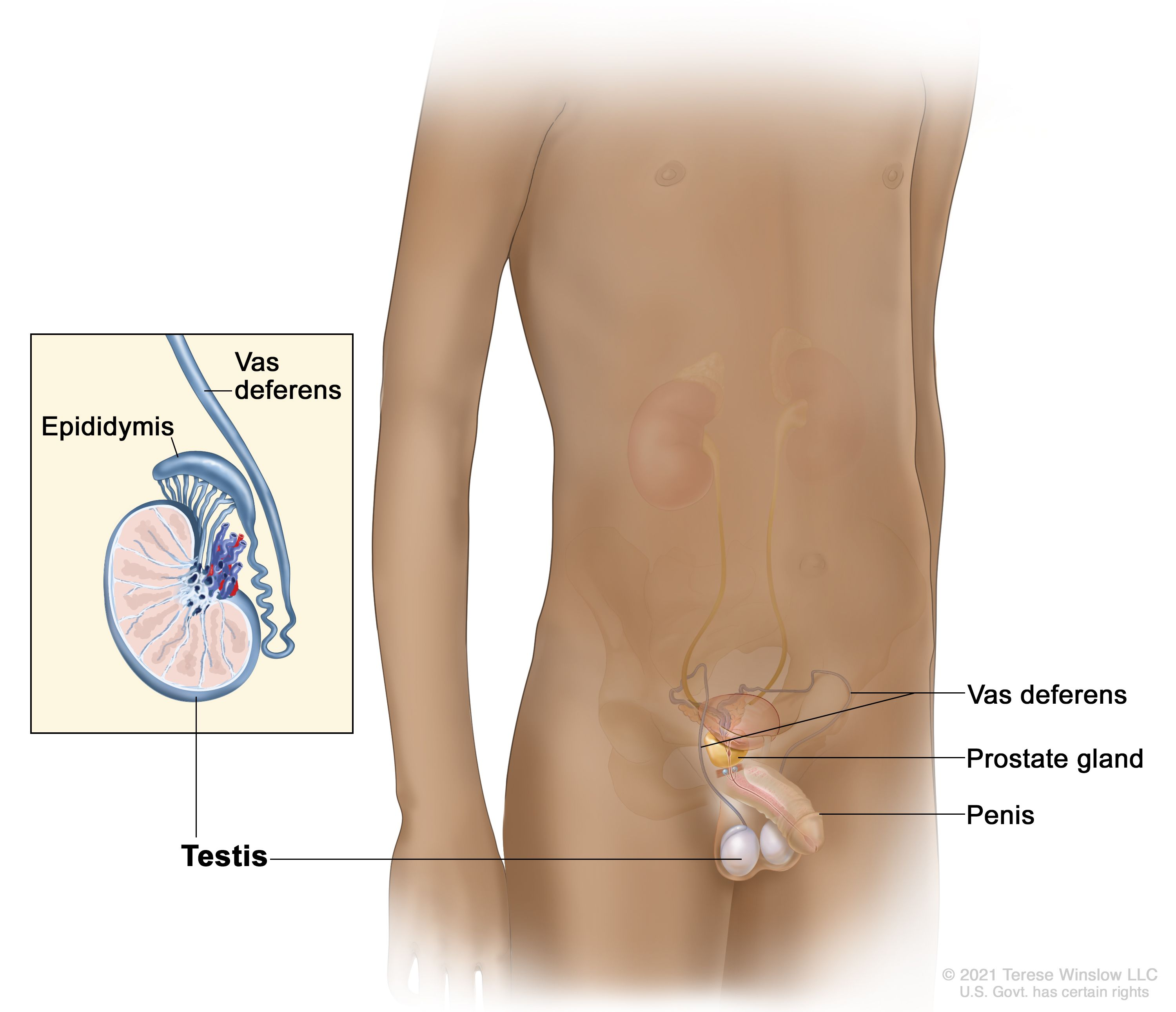 <p>Vas deferens </p>