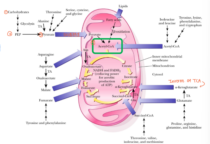 <p>Carbohydrate, protein, and fat metabolism converge at TCA </p>