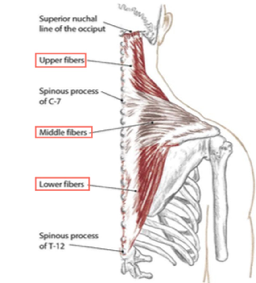 <p>adduct and stabilize the scapula (ST joint)</p>