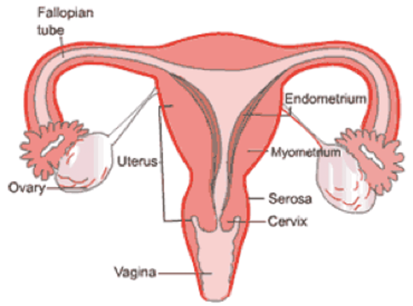 <p>outer connective tissue layer of the uterus</p>