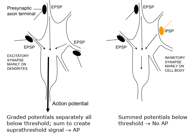 <p>2 EPSPs on adjacent membrane add together</p>
