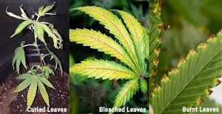 <ul><li><p>Is when plants receive excessive light exposure, which can lead to leaf scorch and hinder growth. </p></li><li><p>Symptoms include bleached or burnt leaves and wilting. </p></li><li><p>To fix the issue, reduce light intensity, provide shade, or move the plant to a less bright location. </p></li></ul><p></p>