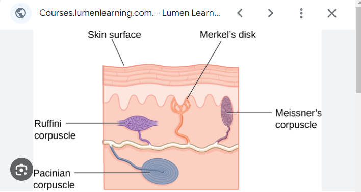 <p>Answer:<strong> Receptor potentials</strong> are <strong>transient changes in the resting membrane potential caused by the activation of sensory neurons in response to external stimuli</strong>, such as<strong> light, sound, or heat</strong>. </p><p>For example, when the skin is touched, it activates nerve endings in Pacinian corpuscles, generating a receptor potential that momentarily changes the resting membrane potential, which is the first step in generating sensations like vibration.</p>