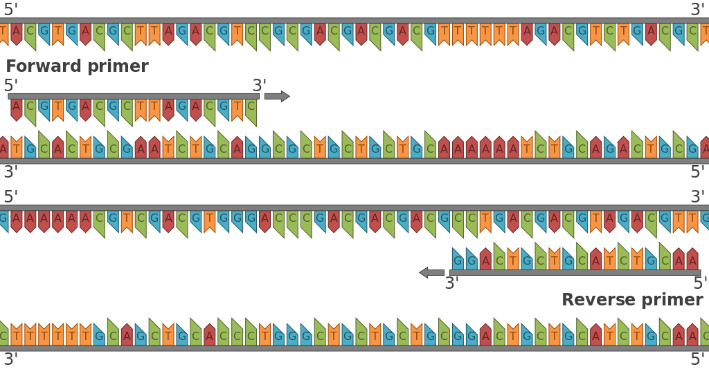 <p><strong>Reverse</strong> primer: binder till sense</p><p><strong>Forward</strong> primer: binder till anti-sense</p>