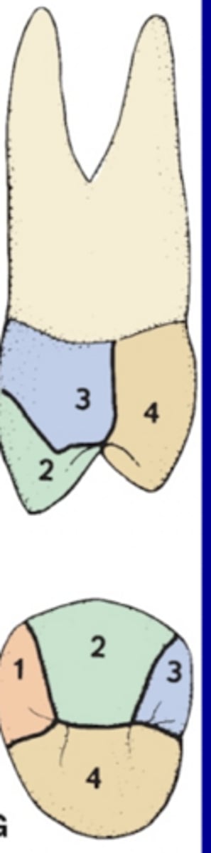 <p>3 F lobes and 1 lobes per lingual cusp</p>
