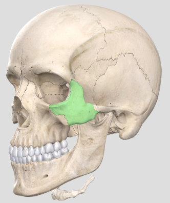 <p>(Cranium) What bone is this?</p>