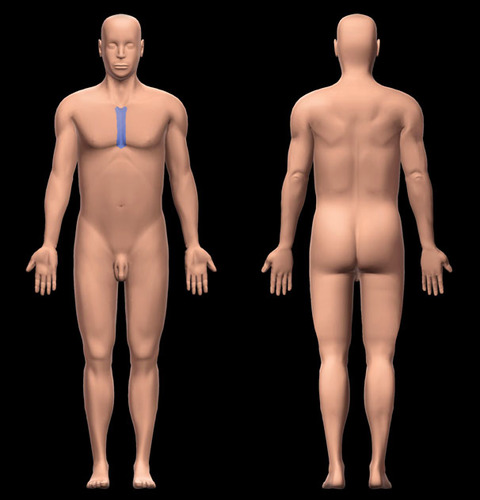 <p>sternum (anterior middle region og the thorax)</p>