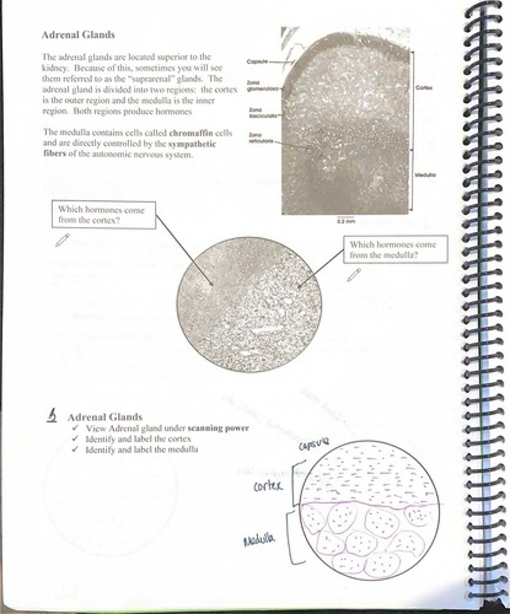 <p>Cortex (outer region) and medulla (inner region).</p>