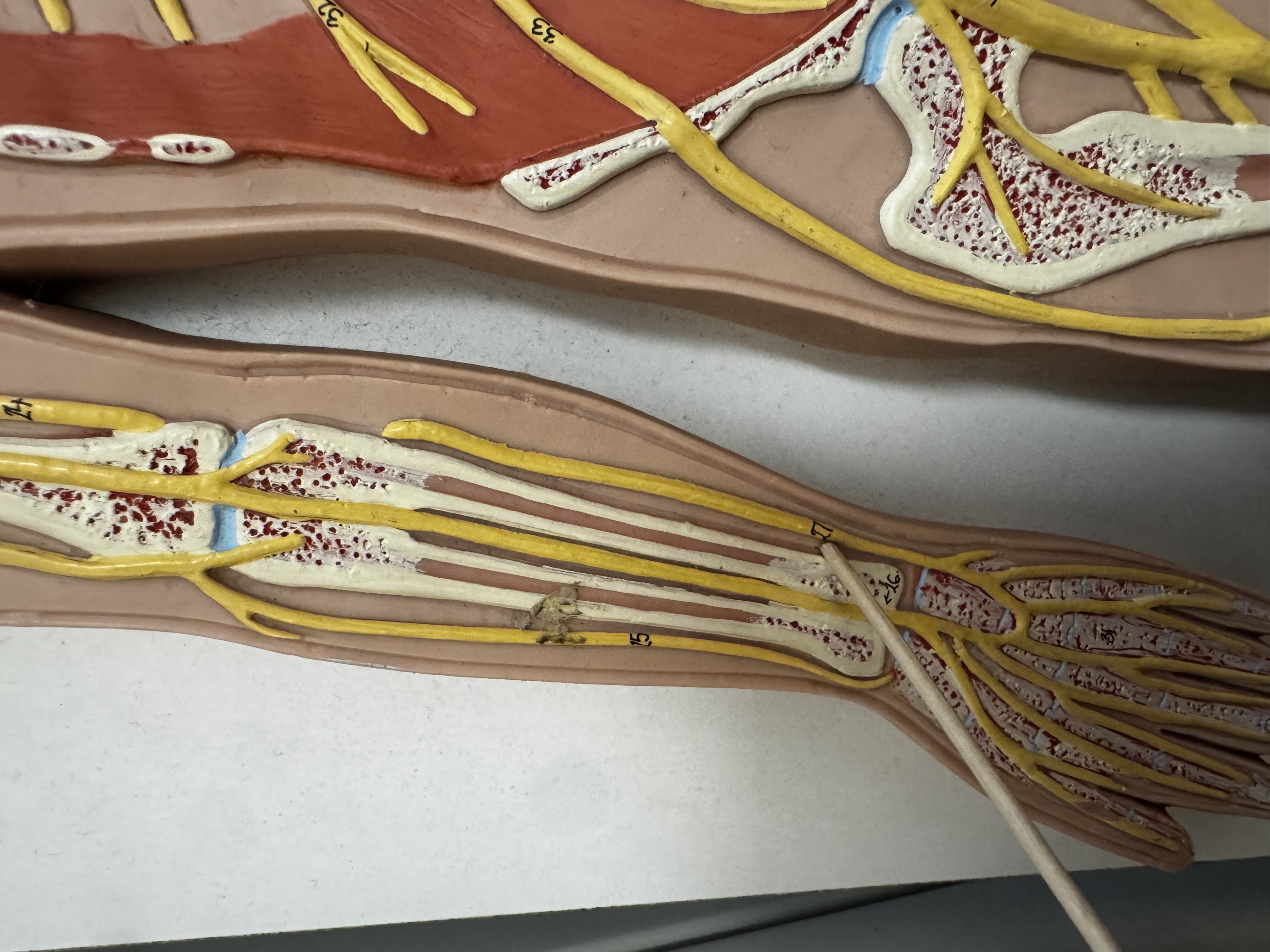 knowt flashcard image