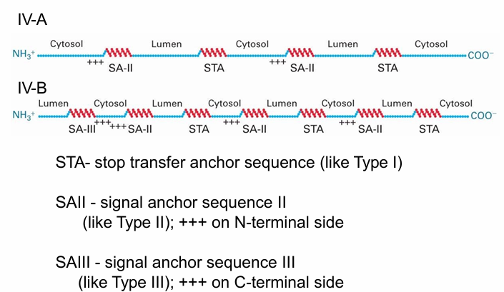 <ul><li><p>They differ at N-terminus&nbsp;</p></li><li><p>After N-terminus location decided, the rest is threaded through the membrane by alternating between STA sequence (Type I protein) and SA-II Sequence </p></li></ul><p></p><p>Type IV-A</p><ul><li><p>N-terminus is on cytosolic side&nbsp;</p></li><li><p>SA-II Sequence keeps N-terminus on cytosolic side&nbsp;</p></li></ul><p></p><p>Type IV-B</p><ul><li><p>N-terminus is on luminal side&nbsp;</p></li><li><p>SA-III Sequence keeps N-terminus on luminal side&nbsp;</p></li></ul><p></p>