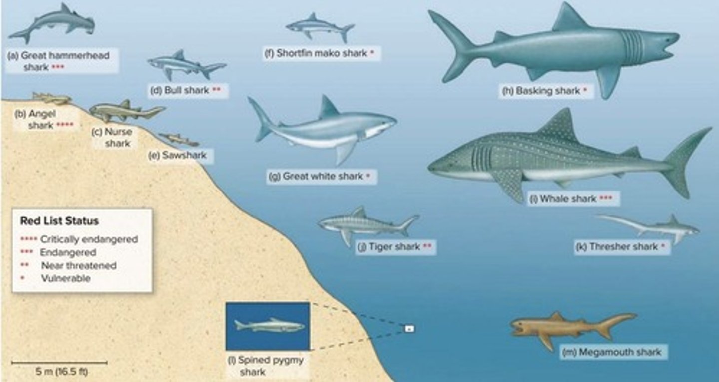 <p>A reproductive process where male sharks use claspers to fertilize eggs inside the female.</p>