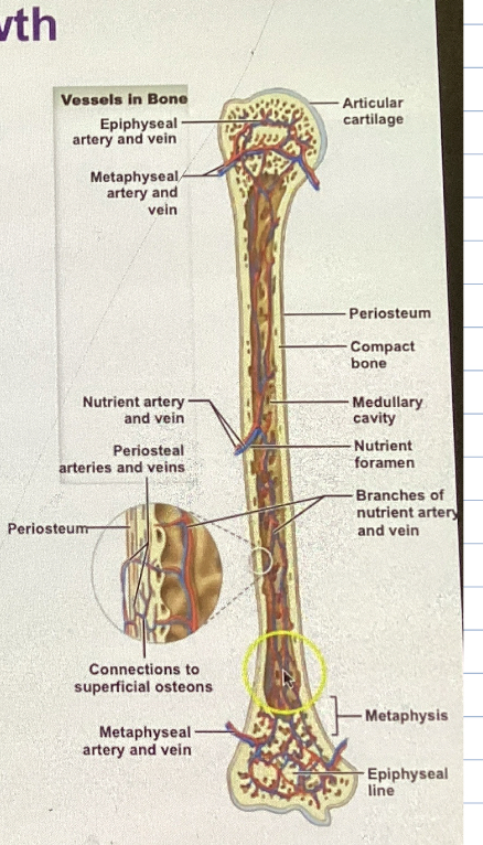 <ul><li><p>enter the diaphysis and branch towards the epiphysis ( both ends, splits ) </p></li><li><p>Re-enter the compound bone leading to the central canal of the osteons</p></li></ul><p></p>
