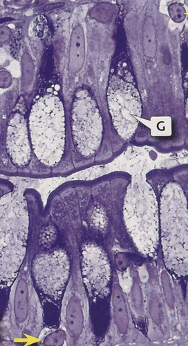 knowt flashcard image