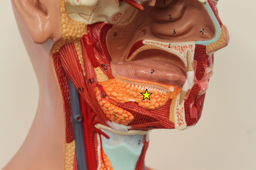 Salivary Gland located medial to the shafts (body) of the mandible just under the base of the tongue