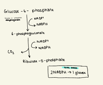 <ol><li><p>glucose-6-phosphate undergoes oxidation to form → 6-phosphoglucono delta lactone , reducing NADP+ to NADPH using glucose 6-phosphate dehydrogenase </p></li><li><p>6-phsophoglucono delta lactone undergoes hydrolysis to form → 6 phosphogluconate, using gluconolactonase </p></li><li><p>6-phsophogluconate undergoes decarboxylation and a C atom is cleaved to form → ribulose-5-phosphate, reducing NADP+ to NADPH, using 6-phsophogluconate dehydrogenase </p></li></ol><p></p>