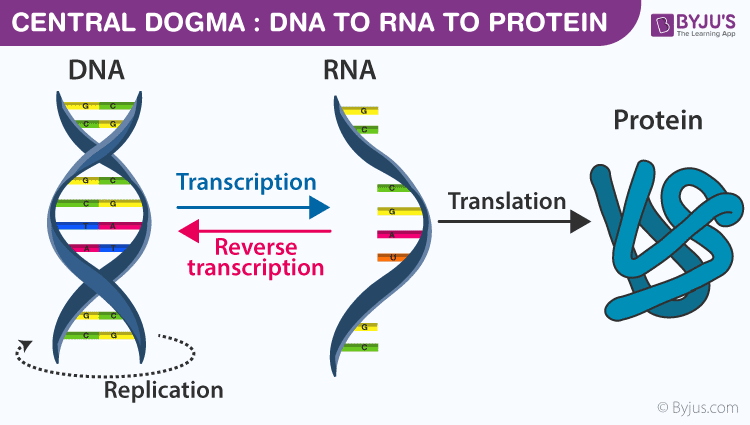 <p>a concept of information flow in living cells</p>