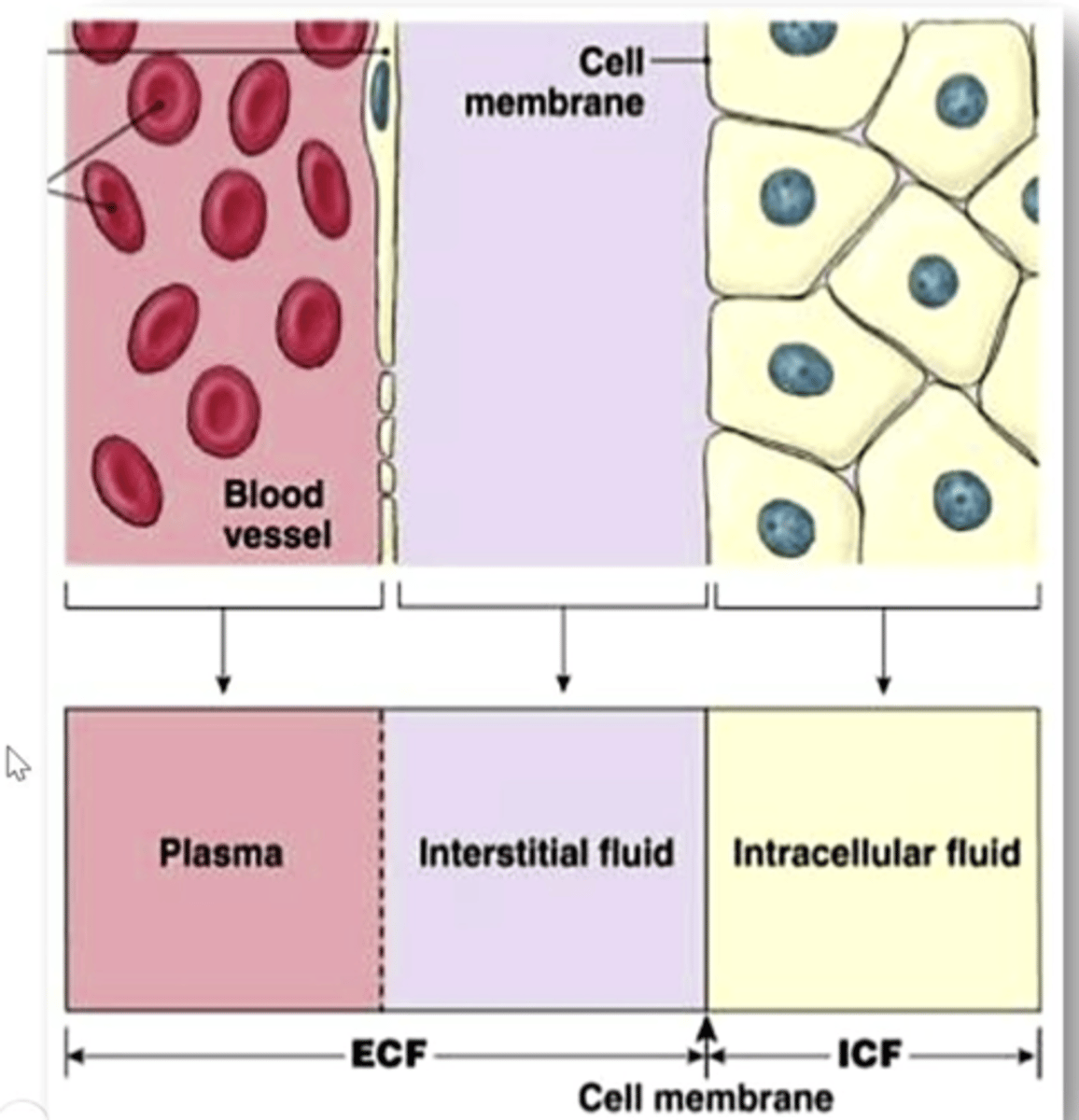 <p>describe this image</p>