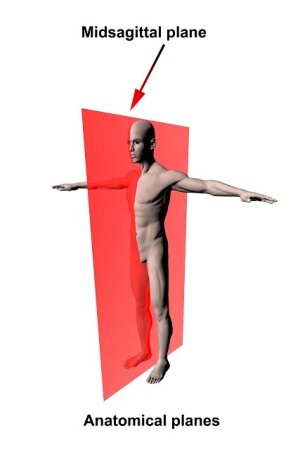 <p>Vertical plane dividing the body into equal left and right halves.</p>