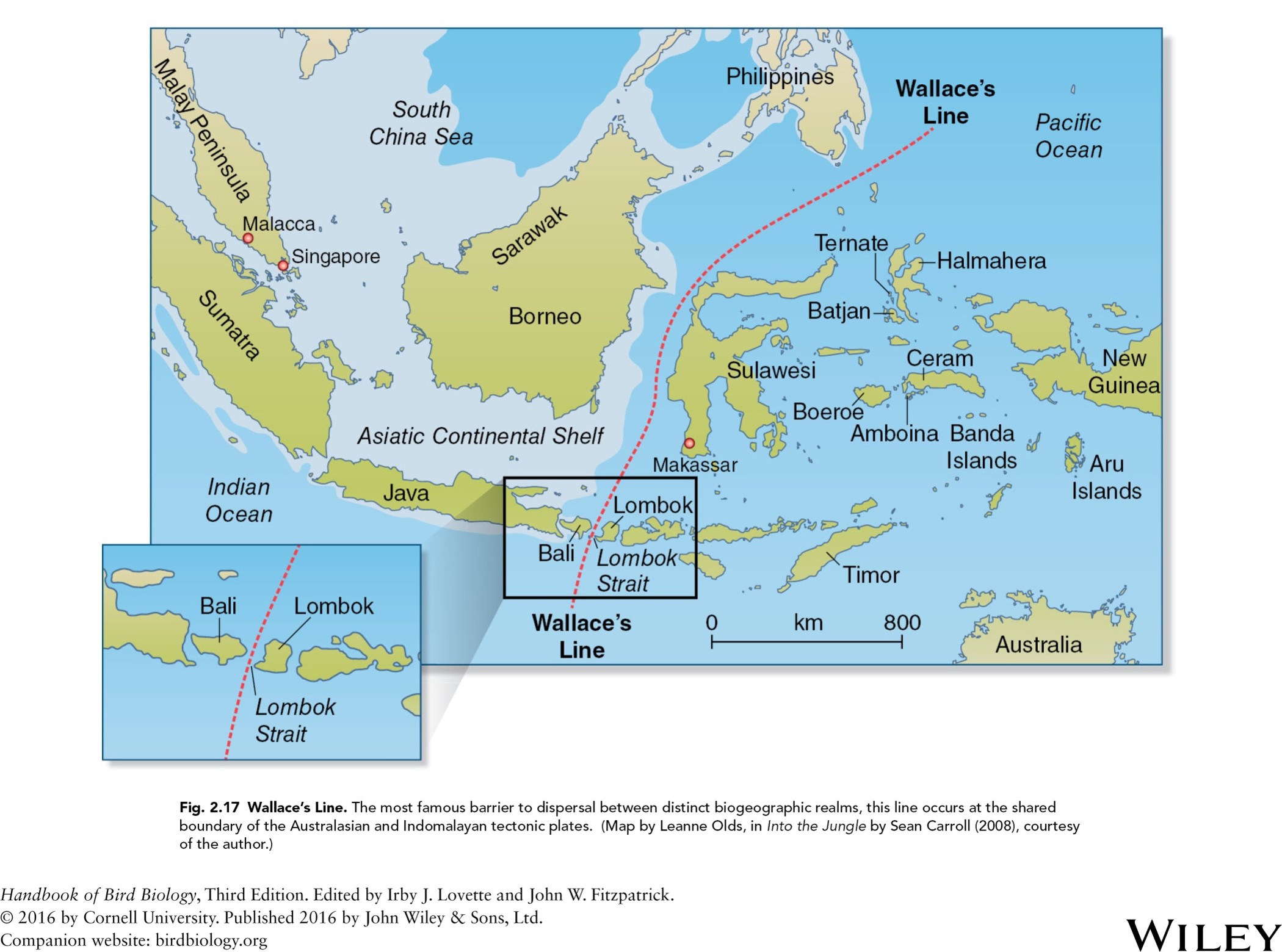 <p>shared boundary of the Australasian and Indomalaya tectonic plates </p>