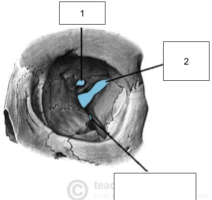 <p>What part of the orbit is #1?</p>