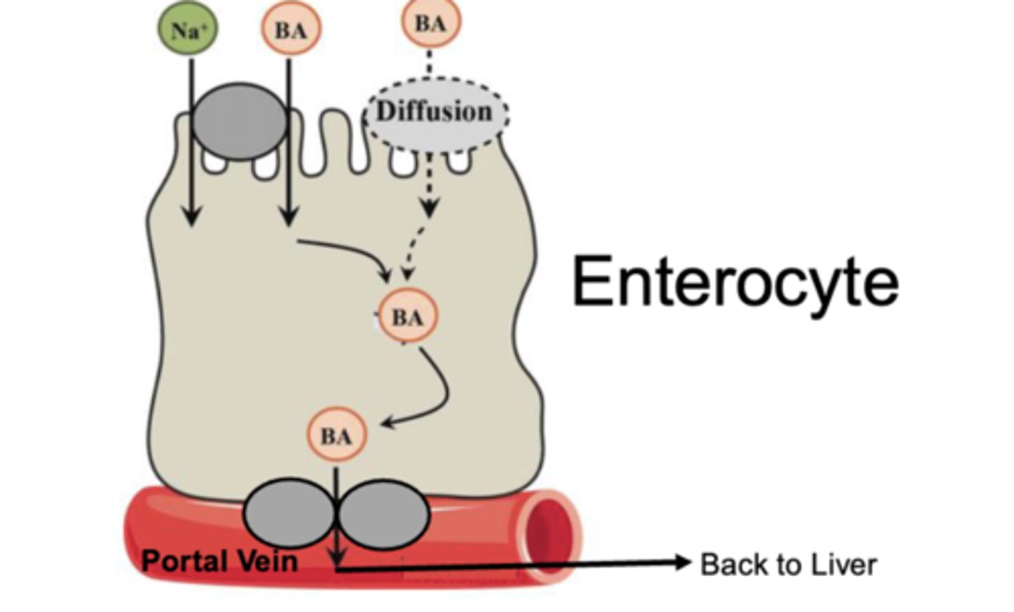 <p>-Na+ dependent symporter</p><p>-diffusion across the cell membrane (using the hydrophobic surface of the bile acid to fuse the lipid of the cell membrane)</p>