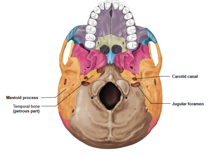 <p>Jugular foramen- passage for jugular vein and cranial nerves IX, X, and XI</p><p>Carotid canal- passage for internal carotid artery</p><p>Internal acoustic meatus- passage for cranial nerves VII and VIII</p>
